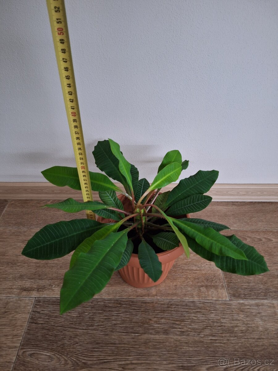 Pokojová kytka. - 2