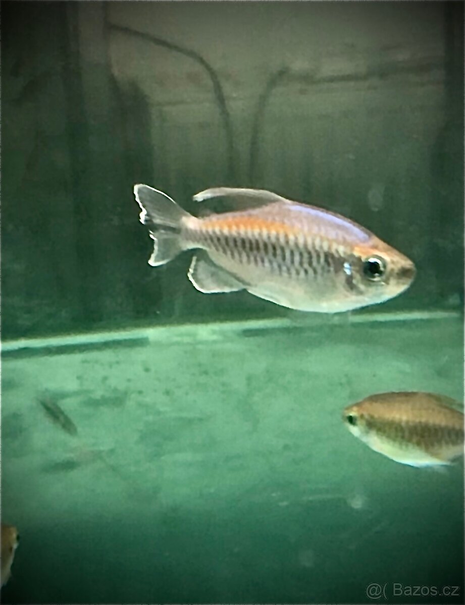 Tetry,Neonky,Fantomy,Drobnoůstky - 2