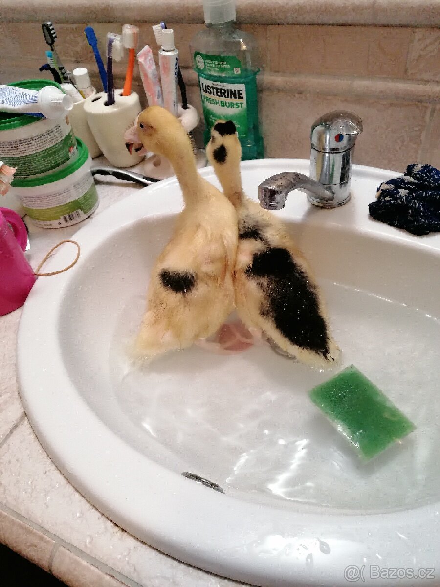 Kachna, slepička - 2