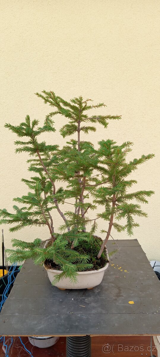 Bonsai lesík smrk - 2