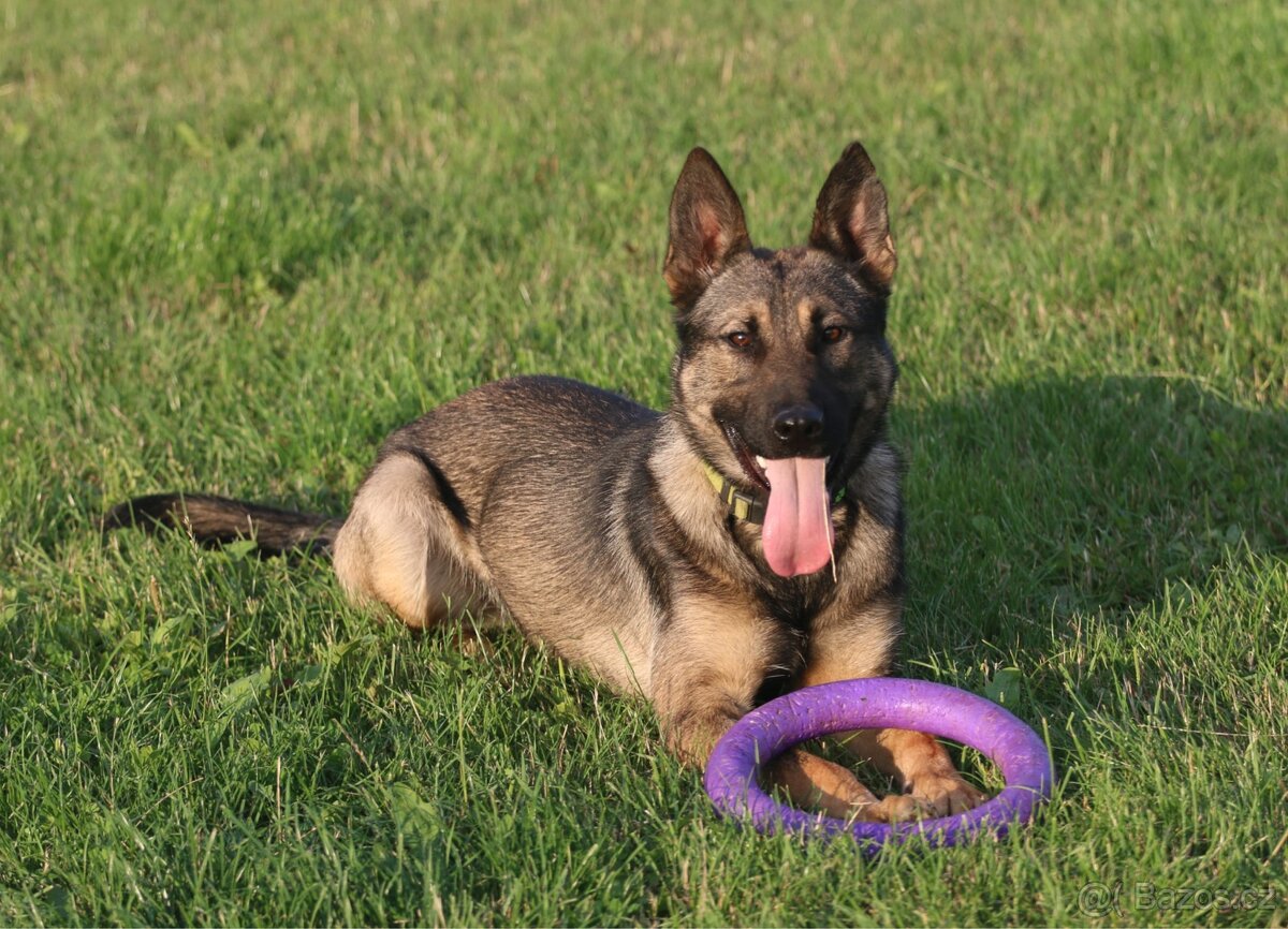 Kříženec BOMxNO - 2