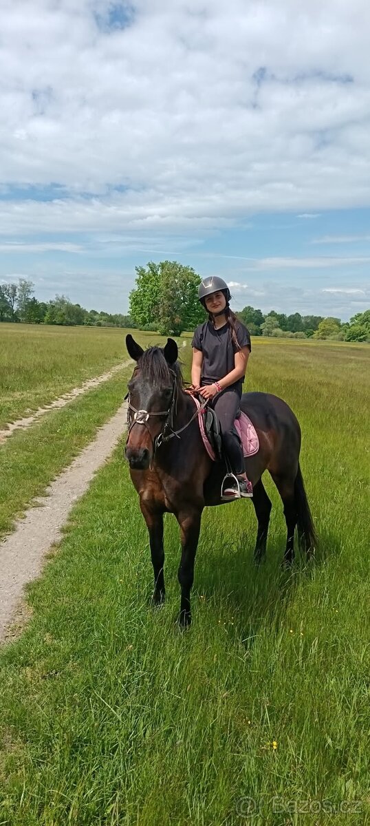 Pronajem kone mozny i prodej - 2