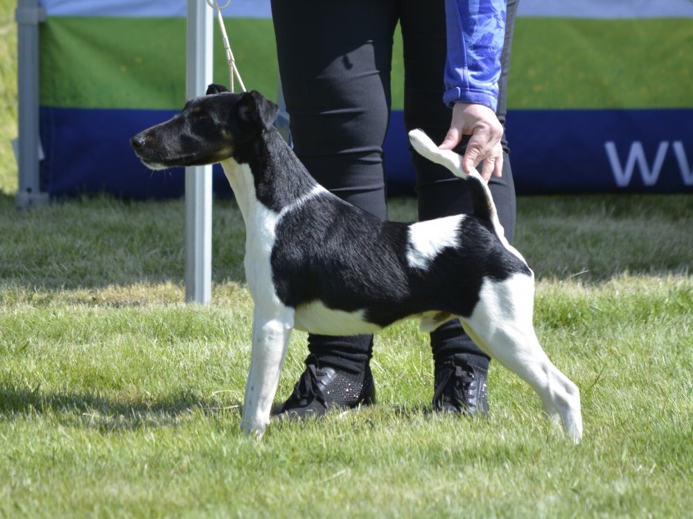 Foxterier hladkosrstý - chovný pes Xander X od Hrubého lesa - 2