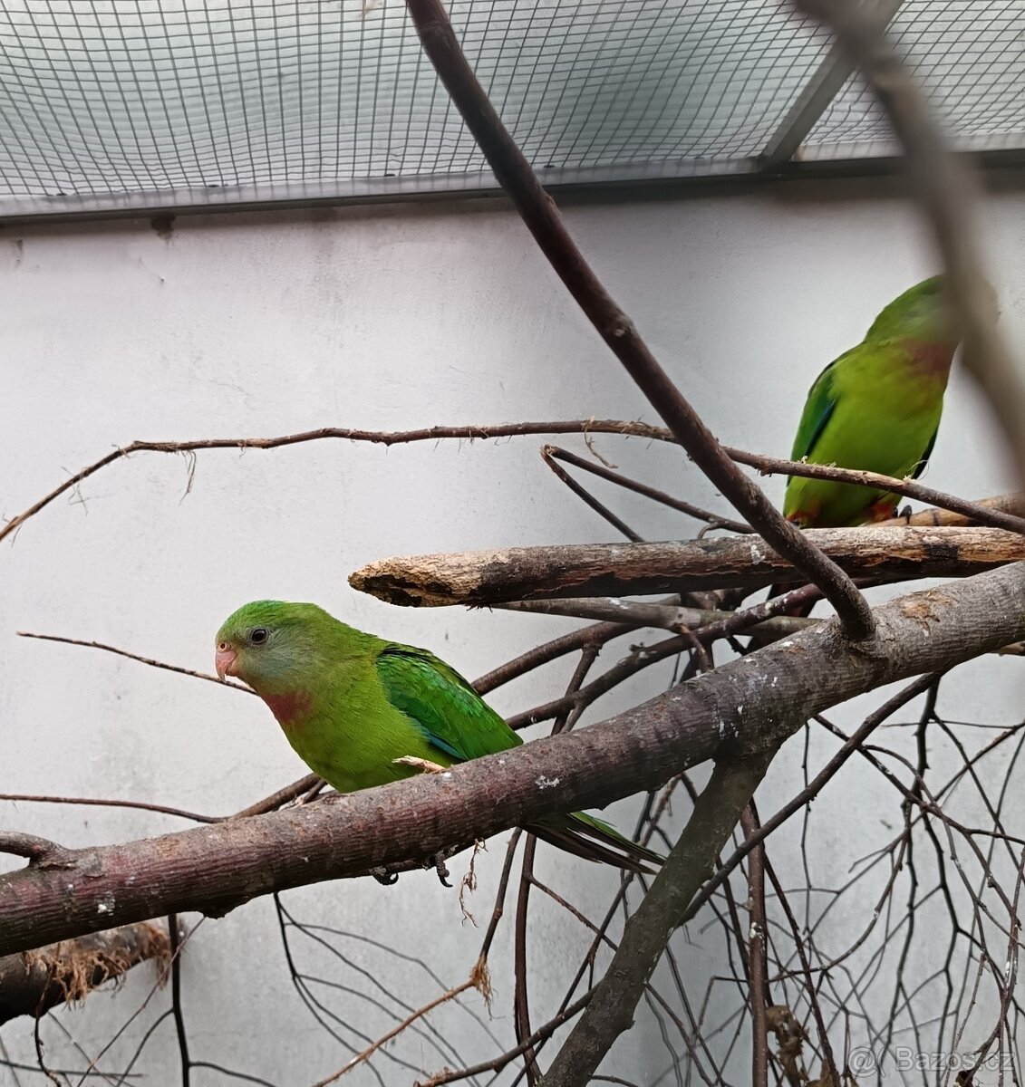 Papoušek nádherný - 2