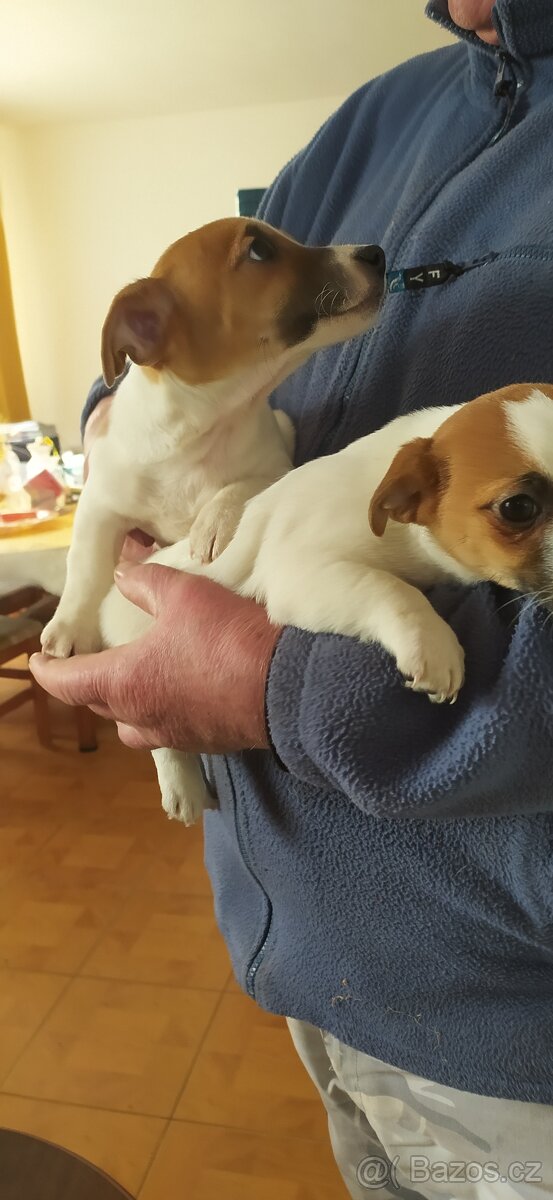 Jack Russell teriér - 2