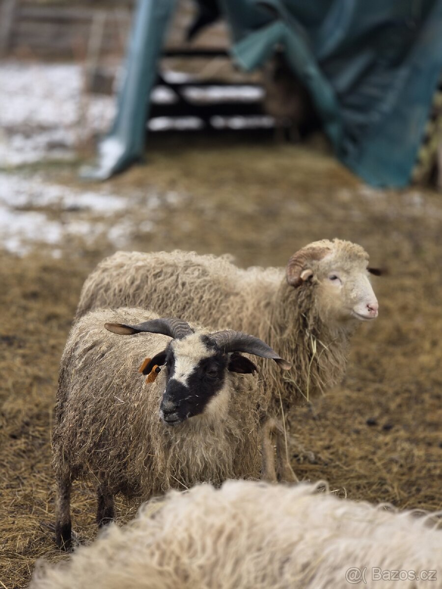 Beran Valašská ovce - 2