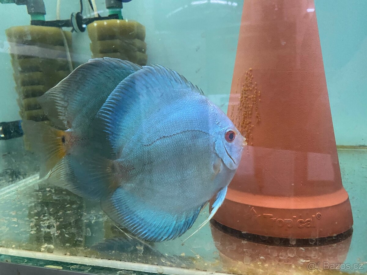 Terčovci - discus CHOVNÝ PÁR BLUE DIAMOND - 2
