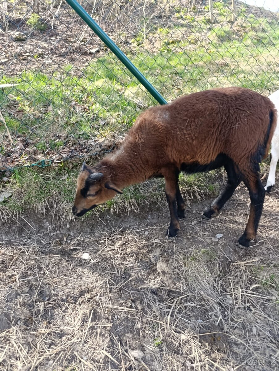 Kamerunský beránek - 2