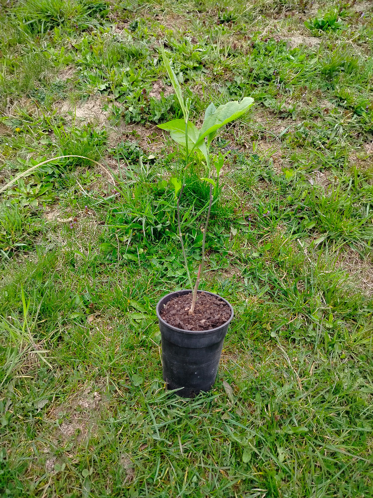 Prodám Magnolii (Šácholan) Stellata - růžová - 2