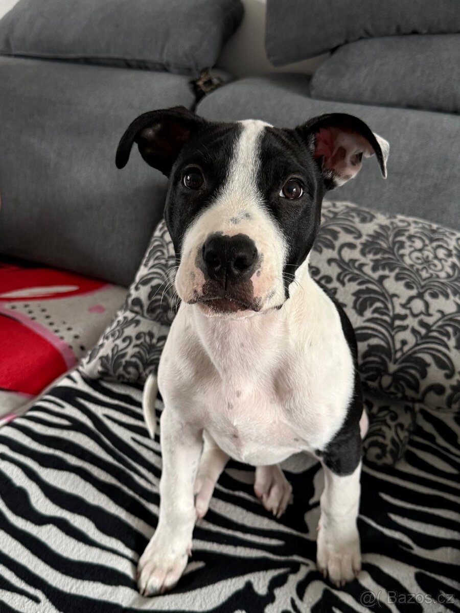 Štěně Amstaff - 2