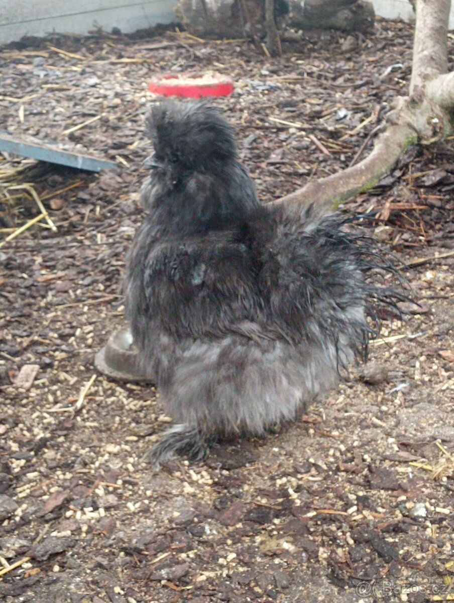 Slepicka a kohoutek hedvábnička modrá - 2