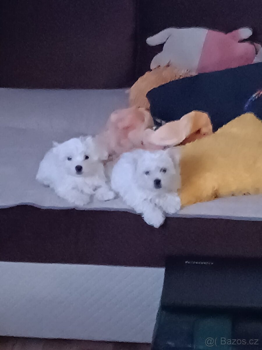 Prodám štěňátka maltézského psíka - 2
