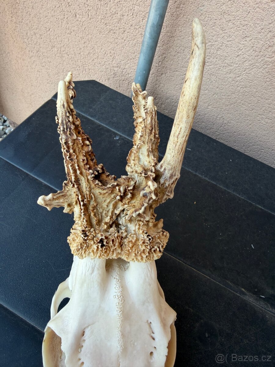 Srnci trofeje rarity - 2