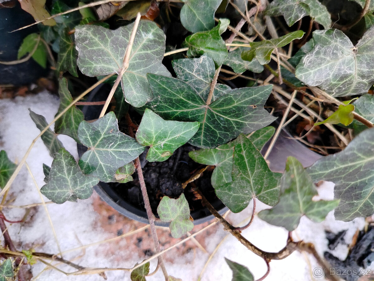 Prodám Břečťan (Hedera), vhodný i do terária - 2