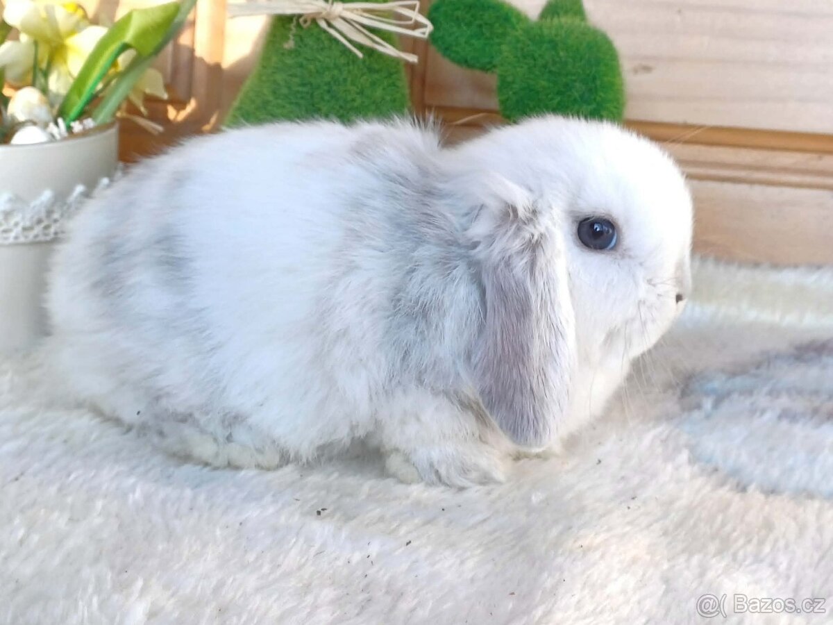 samička - minilopa - 2