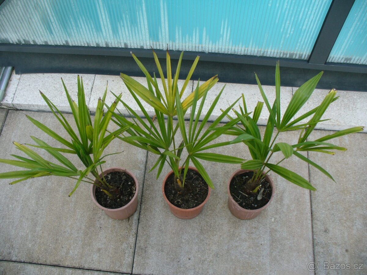 Palma konopná 40cm - 2