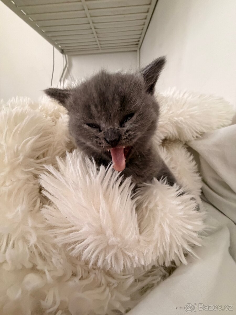 Britské koťata - 2