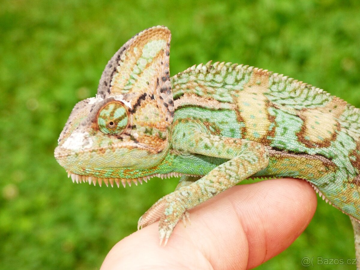 Chameleon jemenský - 2