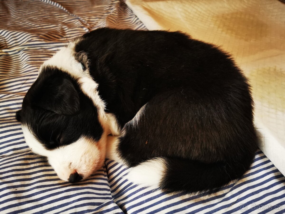 Štěňata Border Kolie - 2