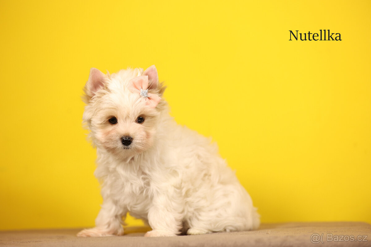 Jorkšírský teriér sněhobílá holčička Nutellka, s PP, York - 2