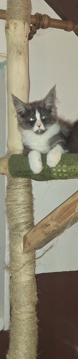 Mainská Mývalí - 2