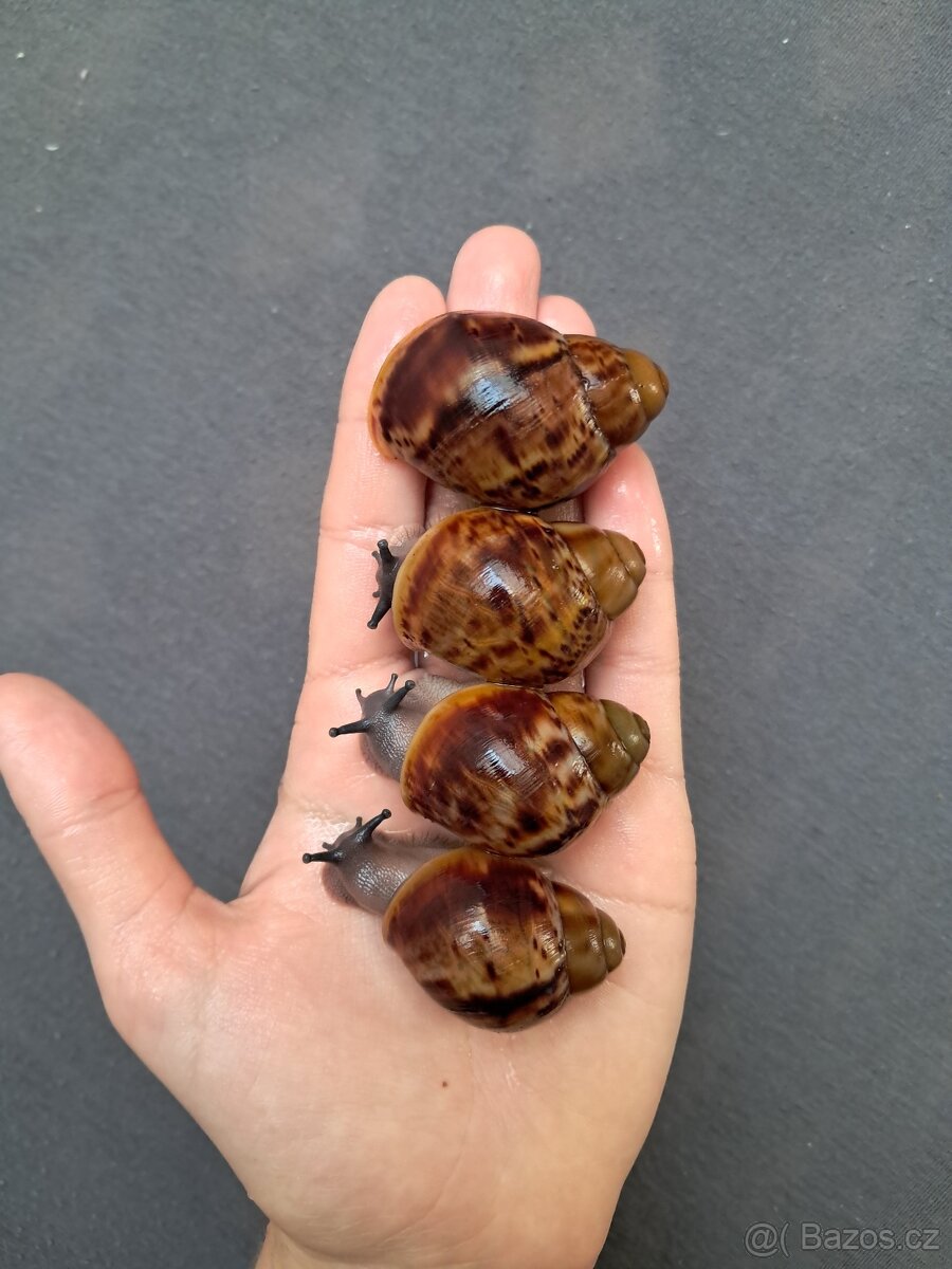 Archachatina marginata ovum xxl - africký šnek - 2