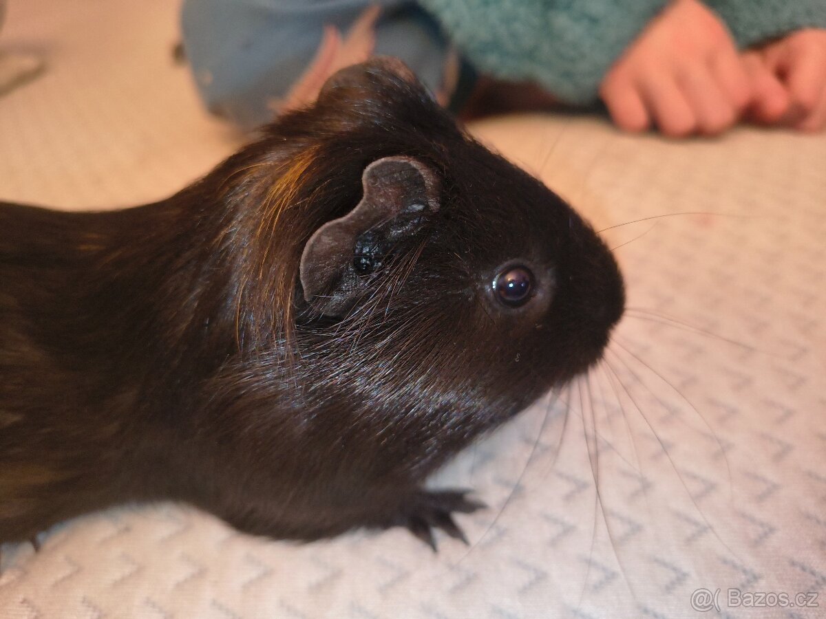 Morče samec daruji - 2