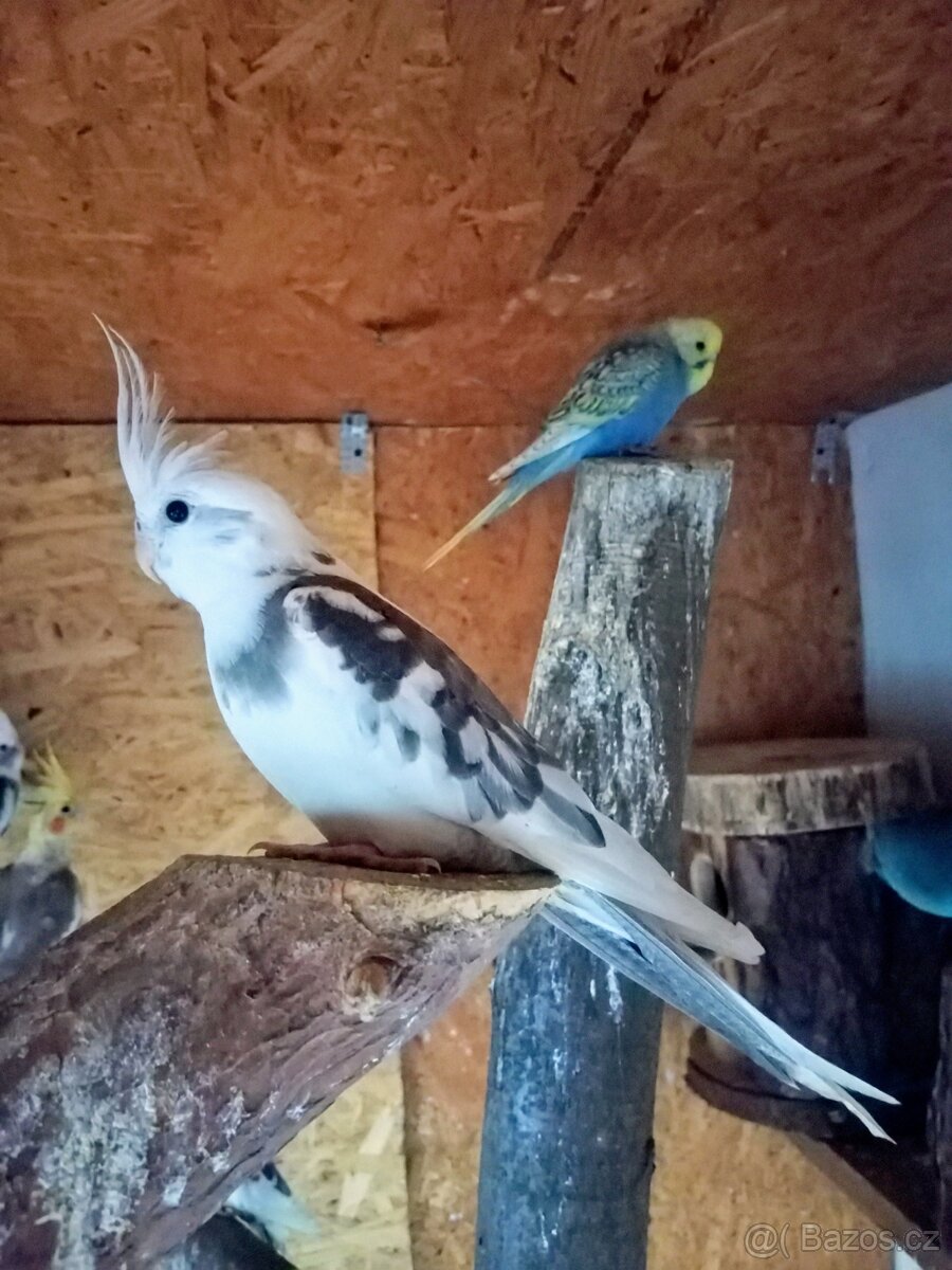 Korela chocholatá - 2