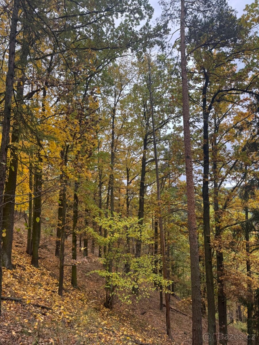 Prodej lesního pozemku k.ú. Přísečná - 2