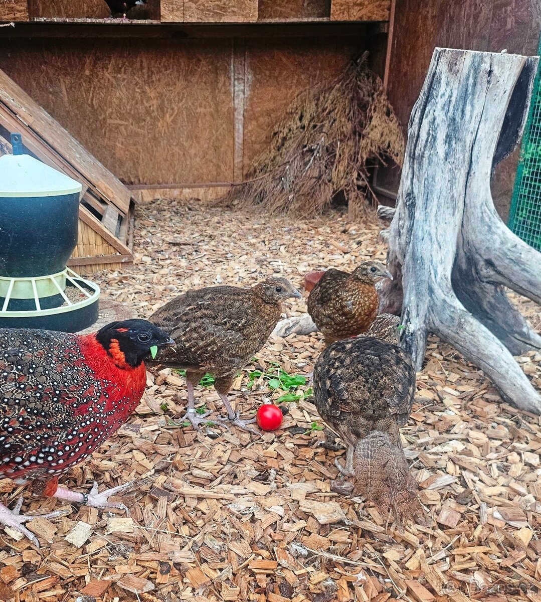Satyr Tragopan - 2