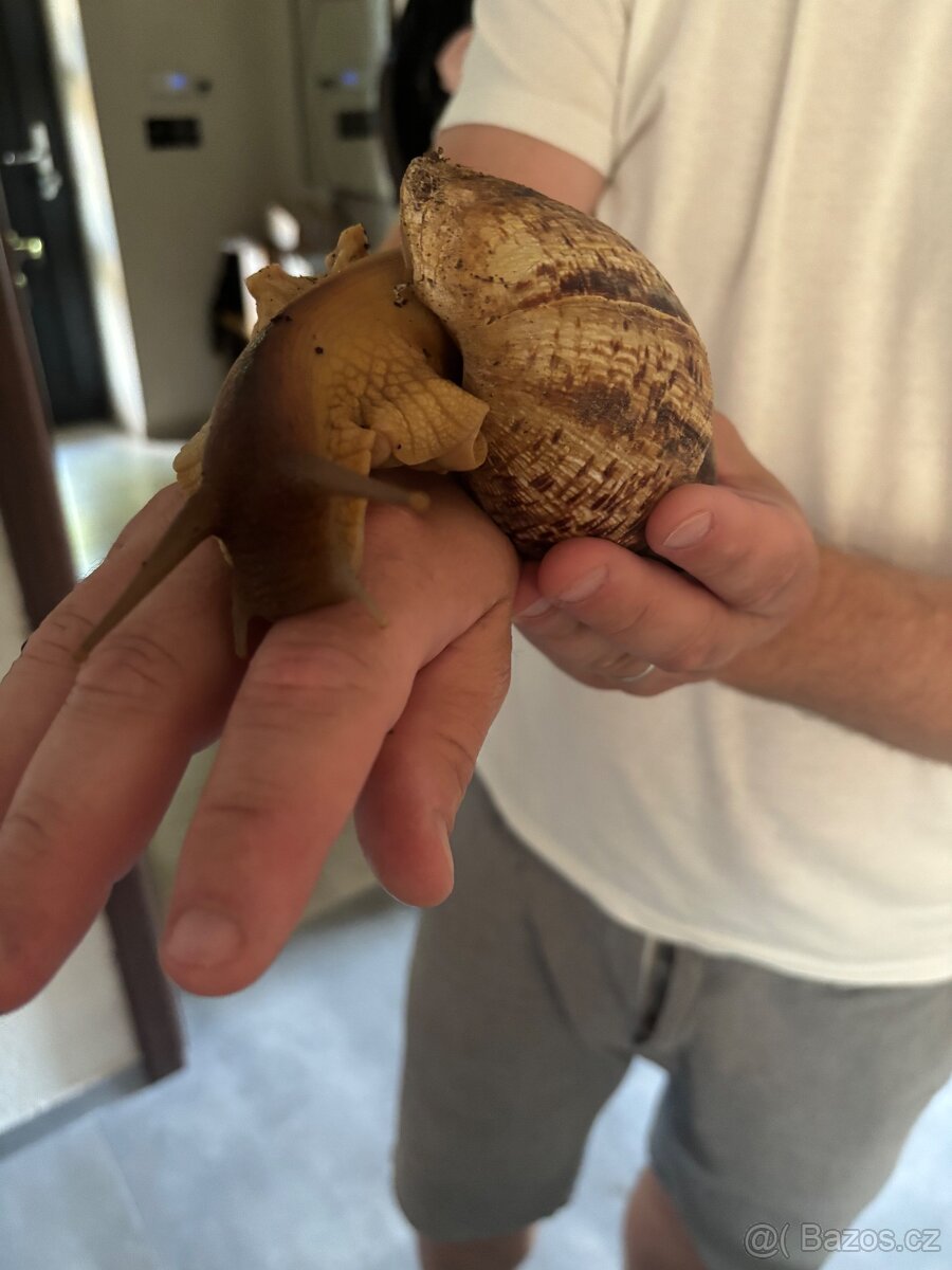 Šnek Achatina fulica - 2