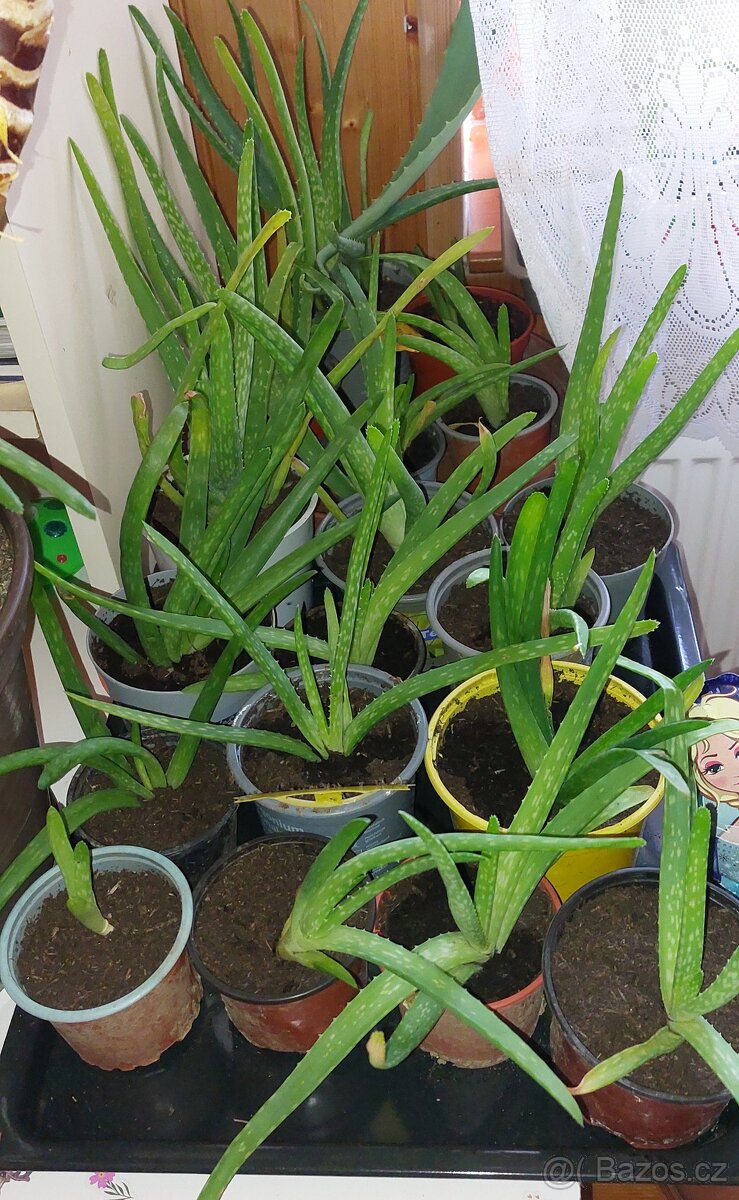 Aloe vera - 2