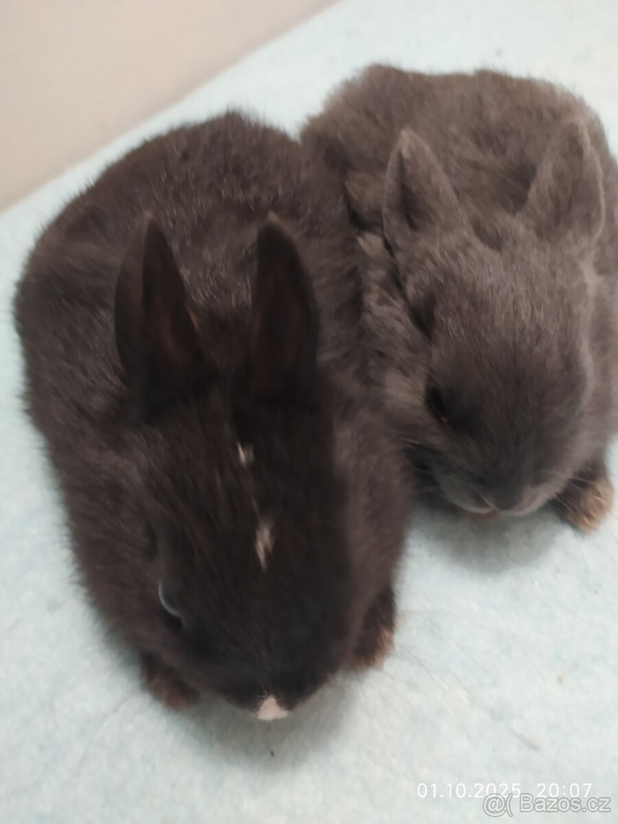 Zakrslí králíčci - 2