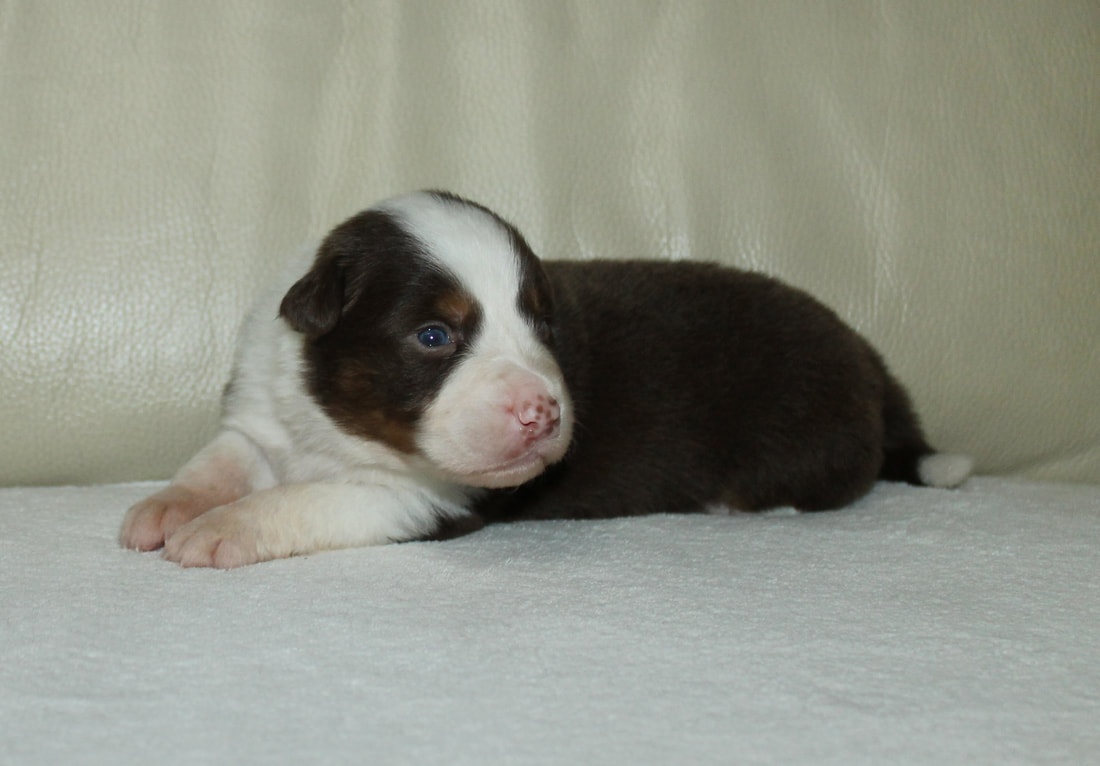 Australsky ovčák - 2