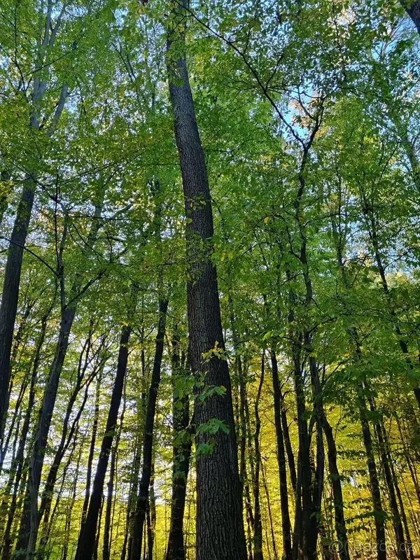 Prodej lesa 7429 m² Nivnice - 2