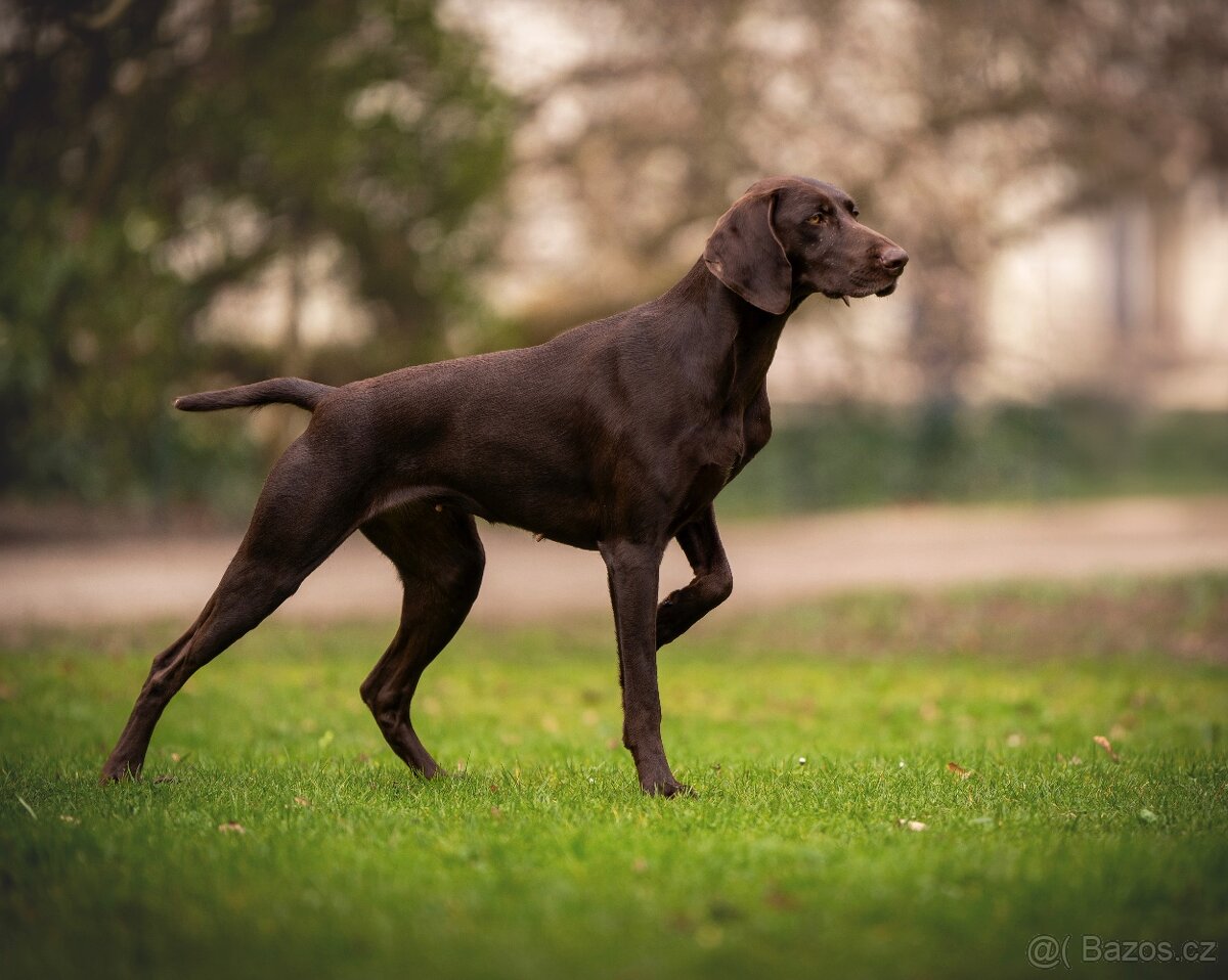 Německý ohař krátkosrstý - 2