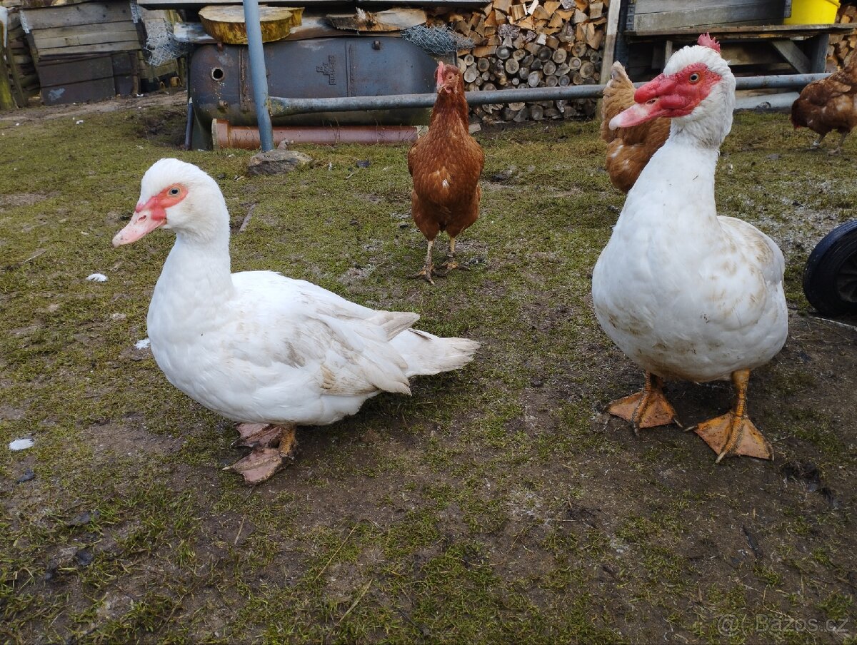 Husokachny k chovu - 2