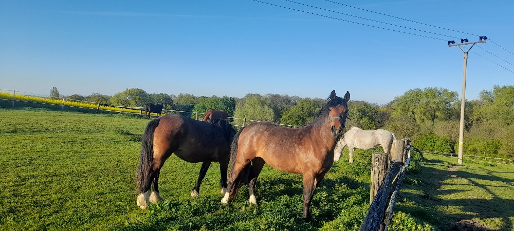 Prodám klisnu Appa x irský cob - 2