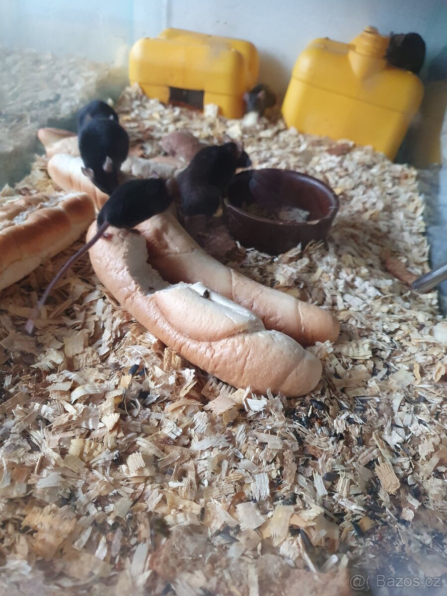 Potkánci barevní i myšky - 2