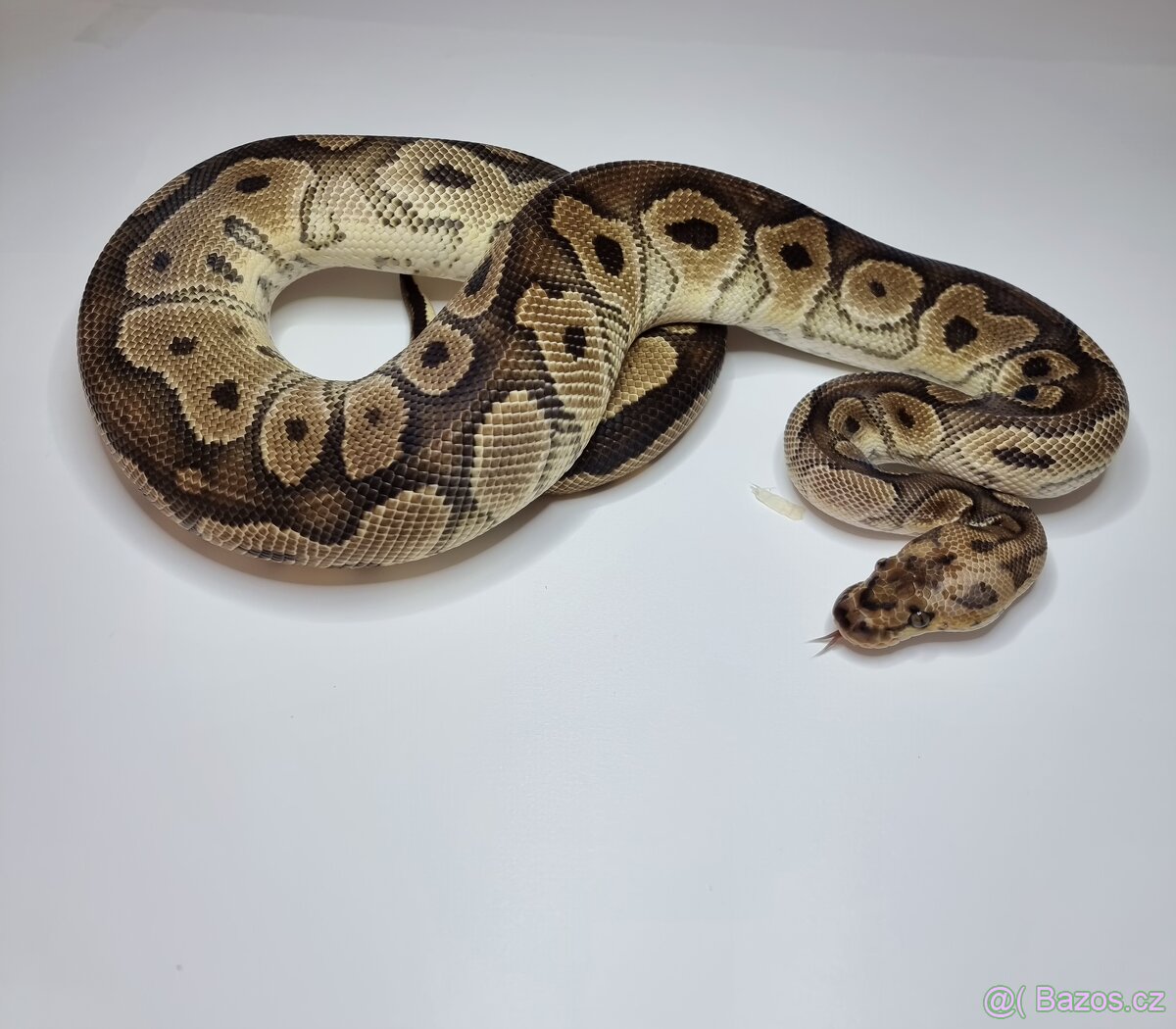 Krajta Královská - 2