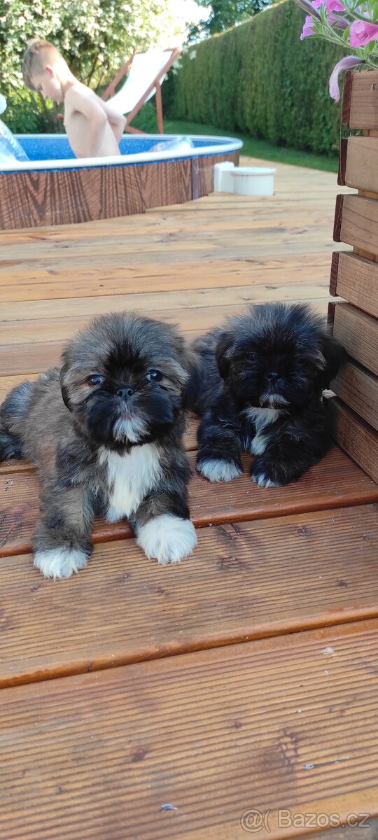 Shih Tzu štěňata shitzu - 2