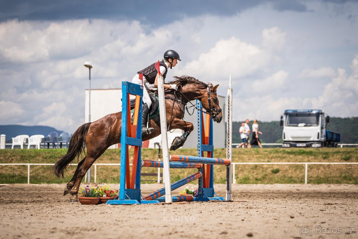 Welsh pony A - 2