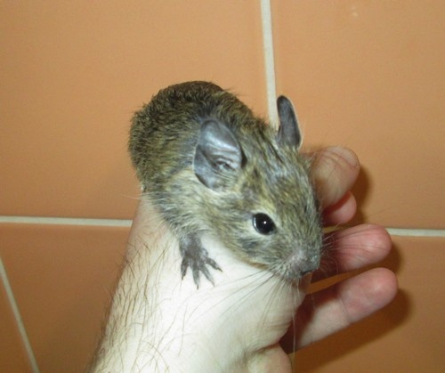 Osmák degu - mláďata - 2