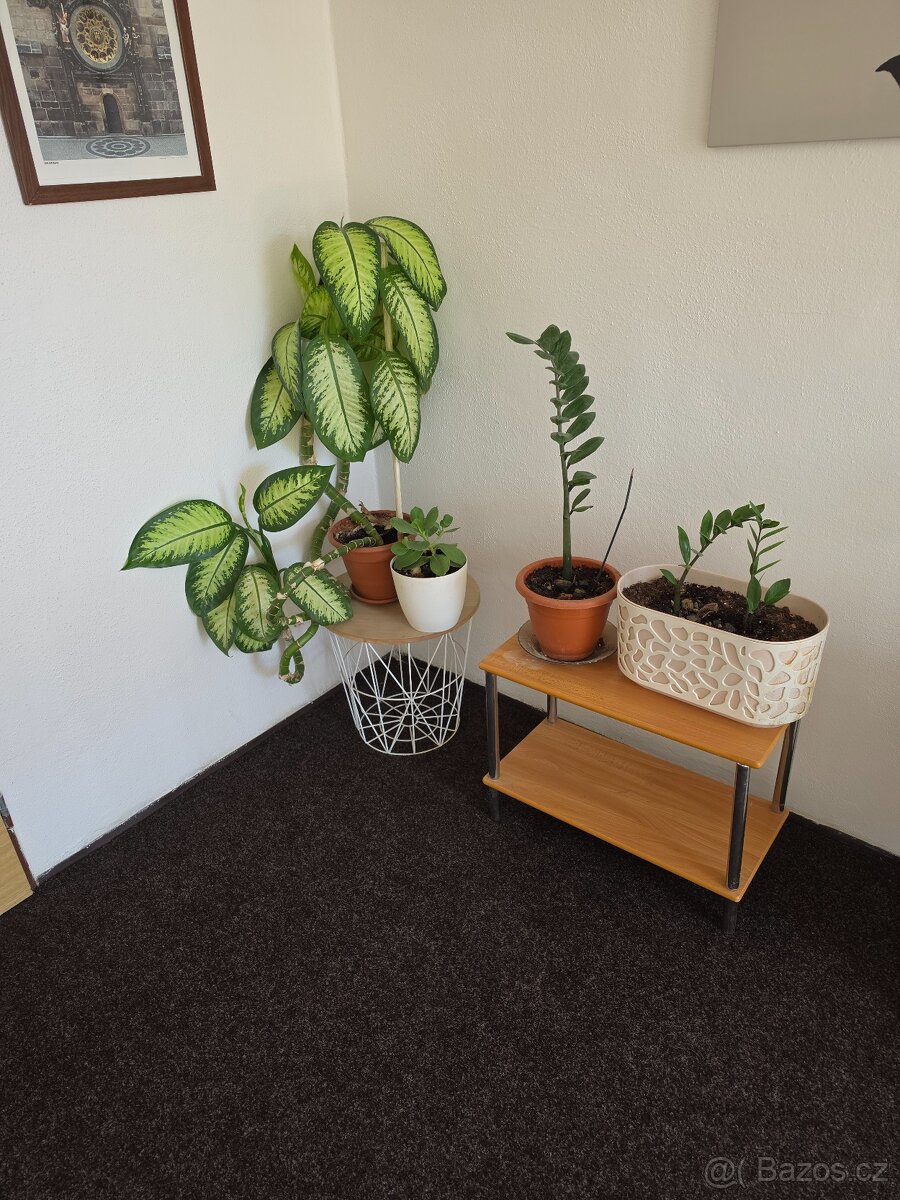 Prodám pokojové rostliny - 2