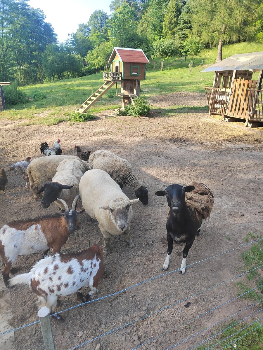 Prodám ovce a berana - 2