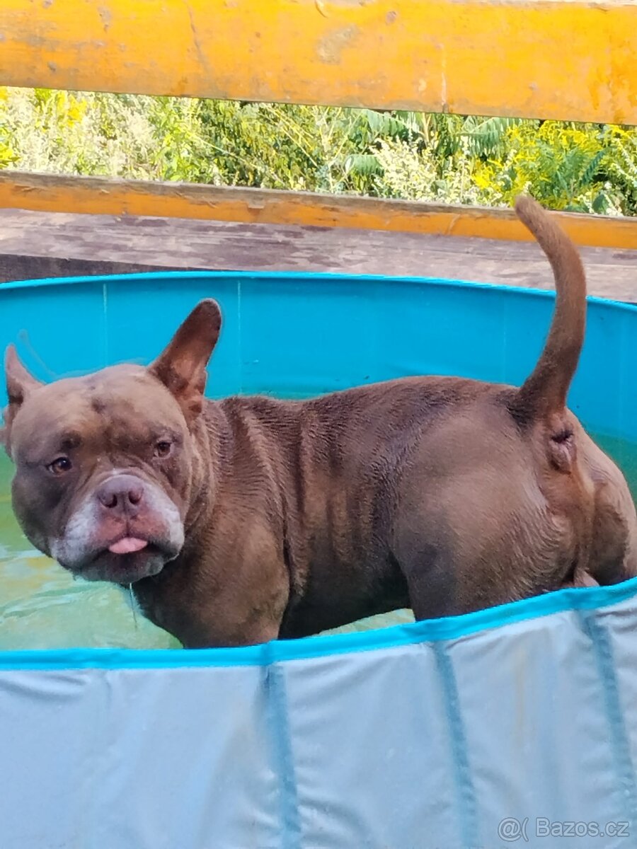 American bully micro exotic - krytí - 2