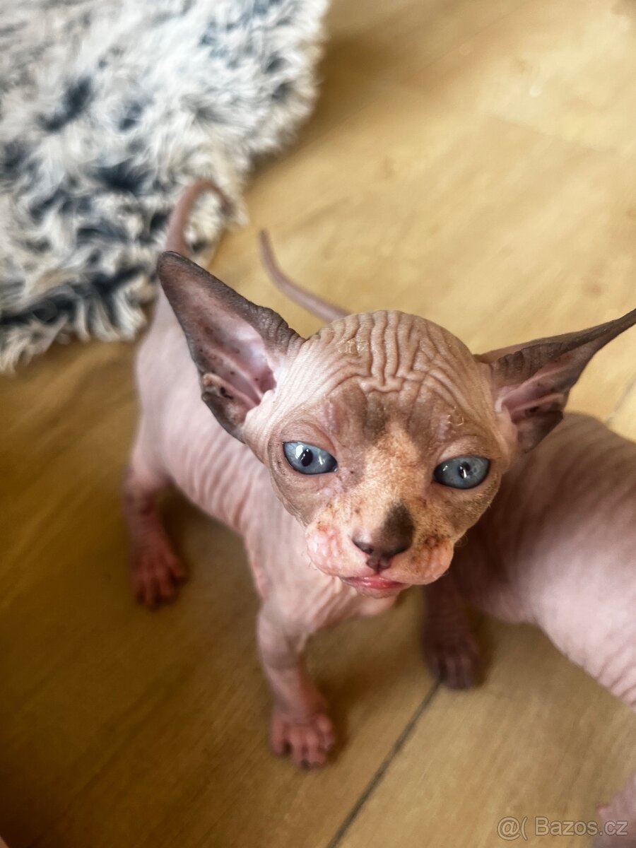 Kanadský sphynx - 2