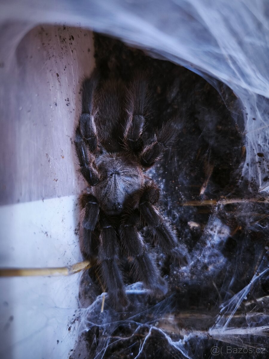 Chilobrachys sp. „Kaeng krachan" - 2
