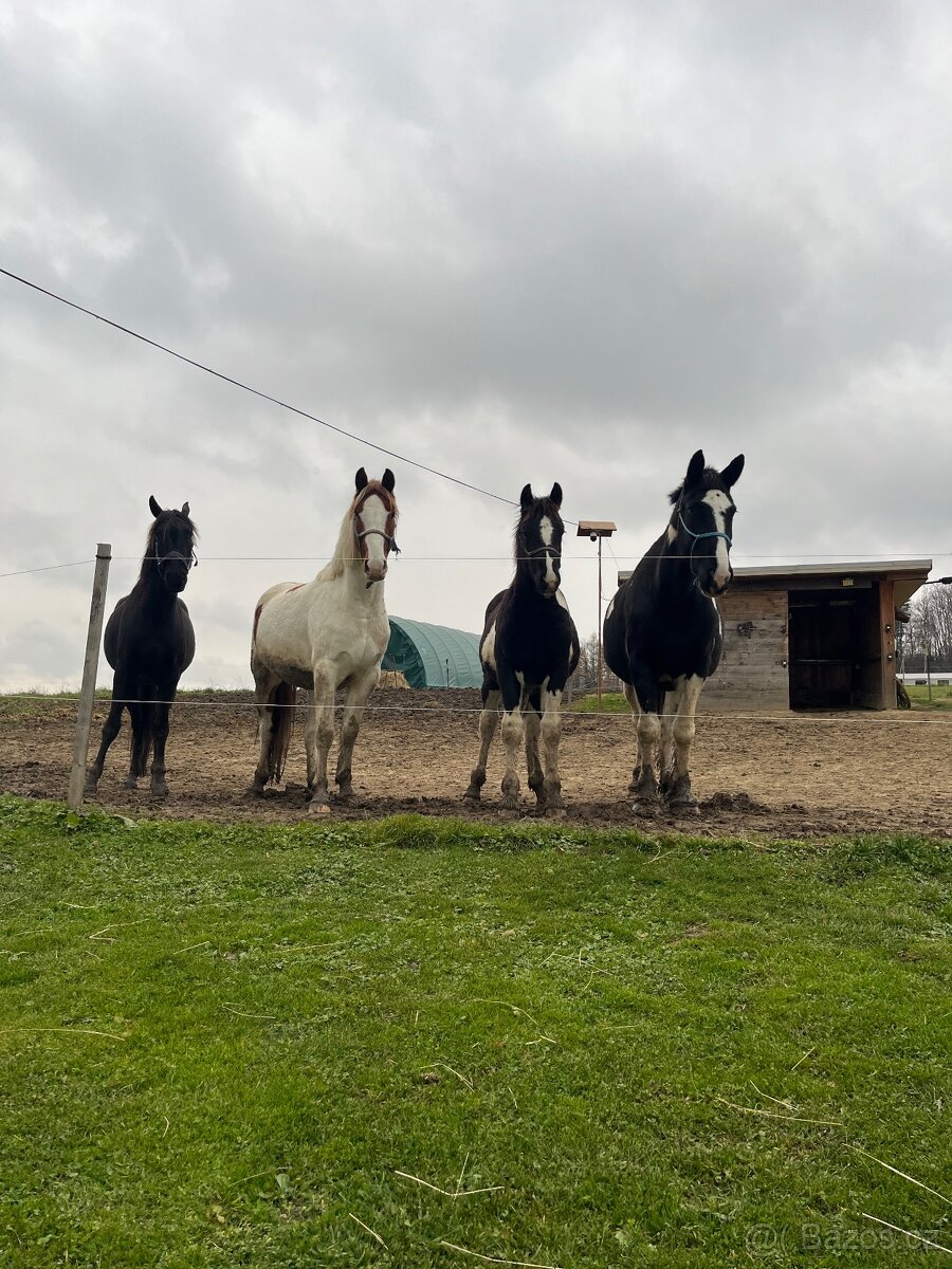 Barock Pinto X Welsh Cob D - 2