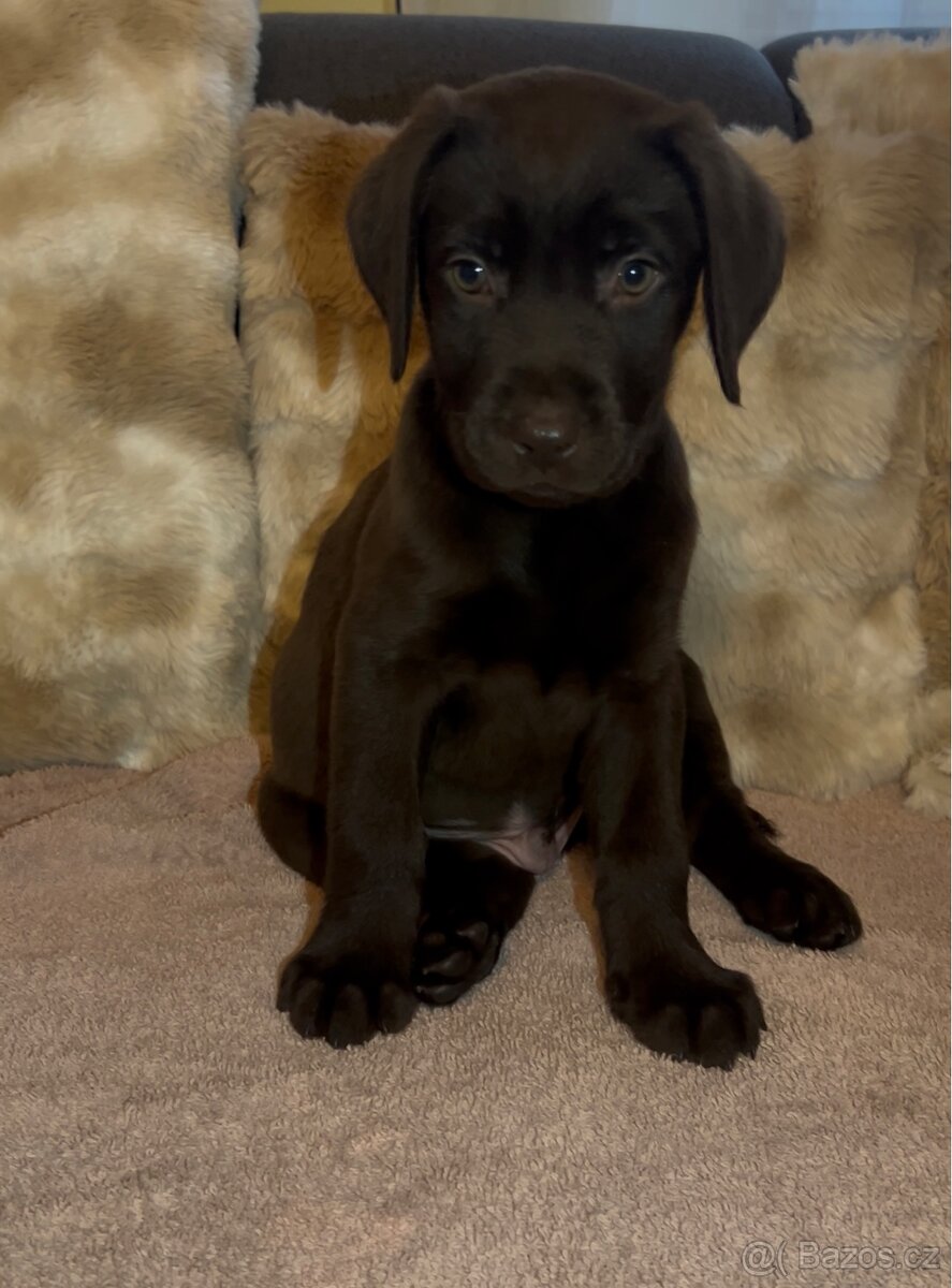 Labradorský retrívr Hnědý - 2